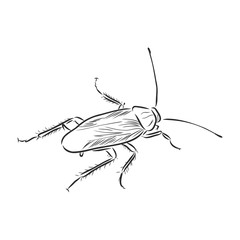cockroach insect pest, realistic vector sketch illustration