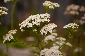 Milfoil flower of white color in the summer field