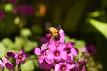 bee on pink flower 2