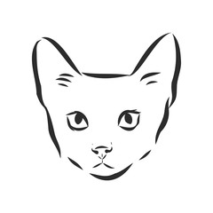 portrait of a cat, domestic cat, vector illustration of a sketch