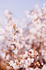 Naklejka premium Cherry blossom. Spring bloom. Flowers on a tree
