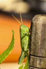 green grasshopper the symbol of luck