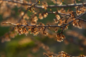 Dried flowers on a tree. Felled tree