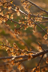 Dried flowers on a tree. Felled tree