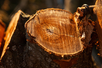 Felled tree. A stump from a tree trunk. Slice of wood