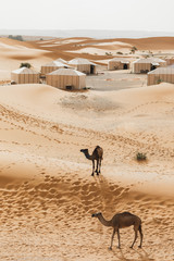 Two camels near contemporary luxury glamping camp in Morocco Sahara desert. Sand dunes around. Many white modern eco tents.