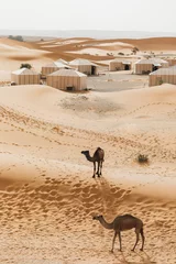 Fotobehang Beige Twee kamelen in de buurt van hedendaags luxe glamping-kamp in de Saharawoestijn van Marokko. Zandduinen rondom. Veel witte moderne eco-tenten.