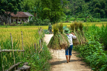 Farmers harvest rice on the field. Rice and rice field in Trung Khanh, Cao Bang, Vietnam. Landscape of area Trung Khanh