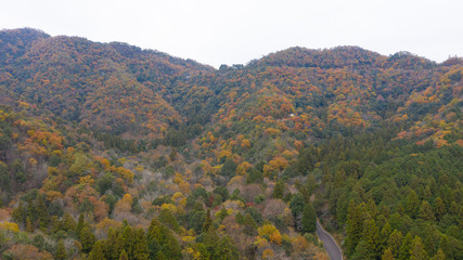 紅葉の山 岐阜県山県市