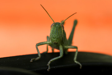 green grasshopper the symbol of luck