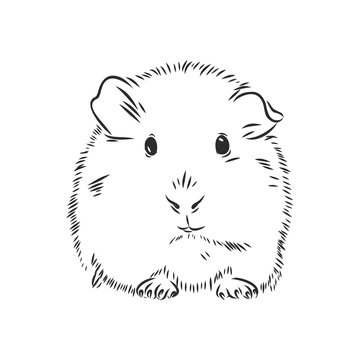 cute Guinea pig, pet, vector sketch illustration