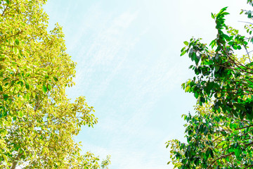 Green foliage background cloudy sky.CR2
