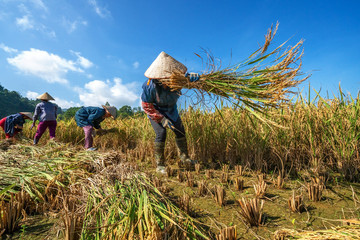 Farmers harvest rice on the field. Rice and rice field in Trung Khanh, Cao Bang, Vietnam. Landscape...