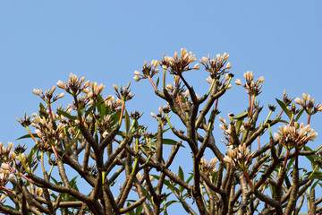 jasmine flower and tree on out door 