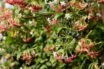 red and white flower in india 