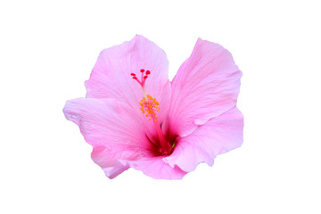 Naklejka premium Hawaiian hibiscus flower
