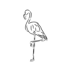 Naklejka premium flamingo hand drawn vector llustration realistic sketch illustration