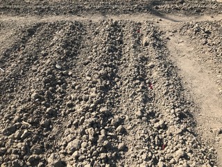beet in grten gemüsebett gemüsebeet