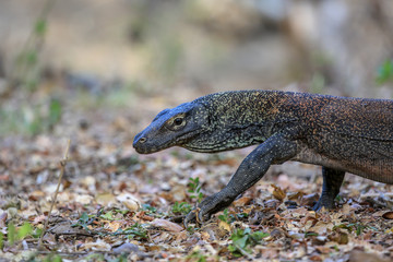 Wildlife shot of a Komodo Dragon