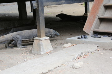 Wildlife shot of a Komodo Dragon