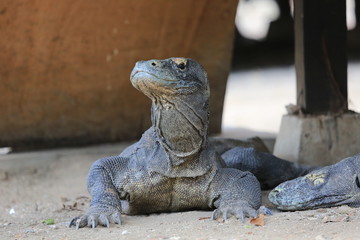 Wildlife shot of a Komodo Dragon
