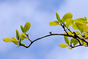 green leaves of white magnolia tree