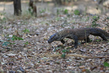 Wildlife shot of a Komodo Dragon
