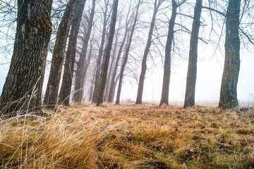 Trees in fog