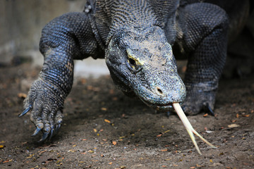Obraz premium Wildlife shot of a Komodo Dragon