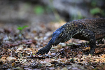 Wildlife shot of a Komodo Dragon