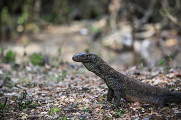 Wildlife shot of a Komodo Dragon