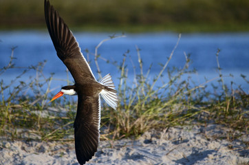 An African skimmer flies by the Chobe River in Botswana