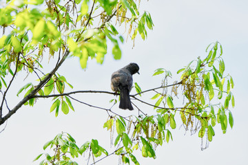 bulbul on branch