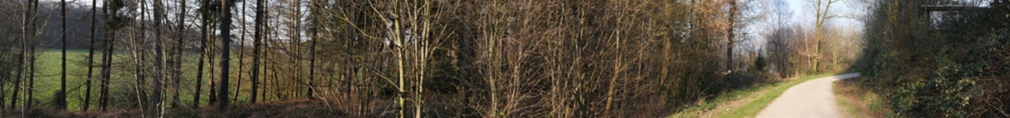 Obraz premium Small copse, the trees still without leaves, in the background a meadow shines through and on a forested hill, in the right side an agricultural utility path, also used as a bicycle path