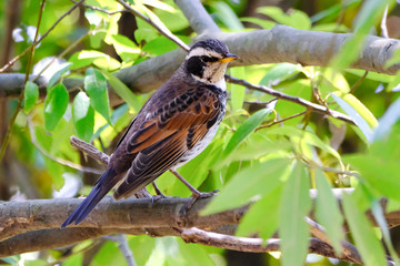 dusky thrush on branch