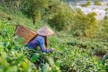 The farmer on tea plantations background , Tea plantations in morning light, Sapa, Lao Cai, Vietnam