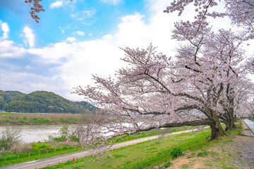 早朝の背割堤の桜