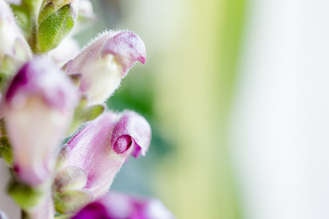 Abstrakte Blumen-Makrofotografie