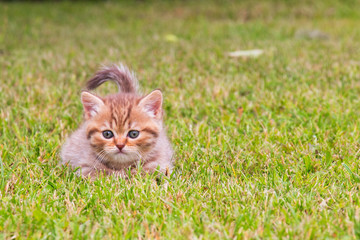 red striped kitten on green grass