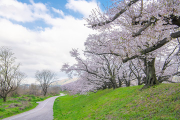 早朝の背割堤の桜