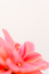 Abstrakte Blumen-Makrofotografie