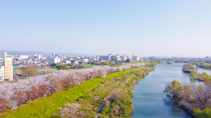 京都の桜並木