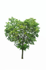 Fototapeta premium The tree looks beautiful, isolated on a white background.