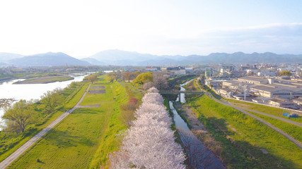 Fototapeta na wymiar 京都の桜並木