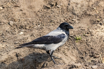 Obraz premium Portrait of a young crow on a background of an earthen slope. Close-up. Warm summer day in the park. Wild nature. City birds.