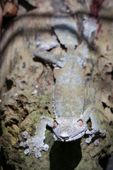Madagascar Gecko