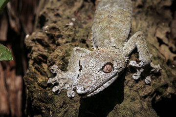 Madagascar Gecko