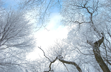青空と金剛山の樹氷