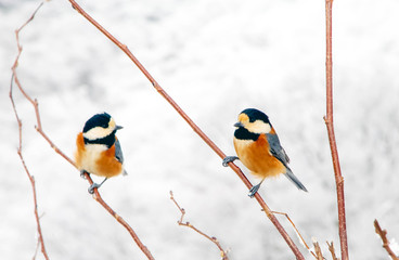 雪山の植物にとまる二匹の小鳥