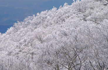 広大な金剛山の樹氷